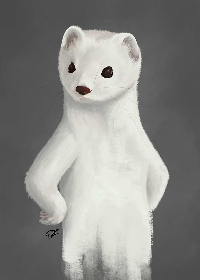 Judgy Ferret