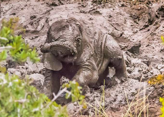 Mud Bath