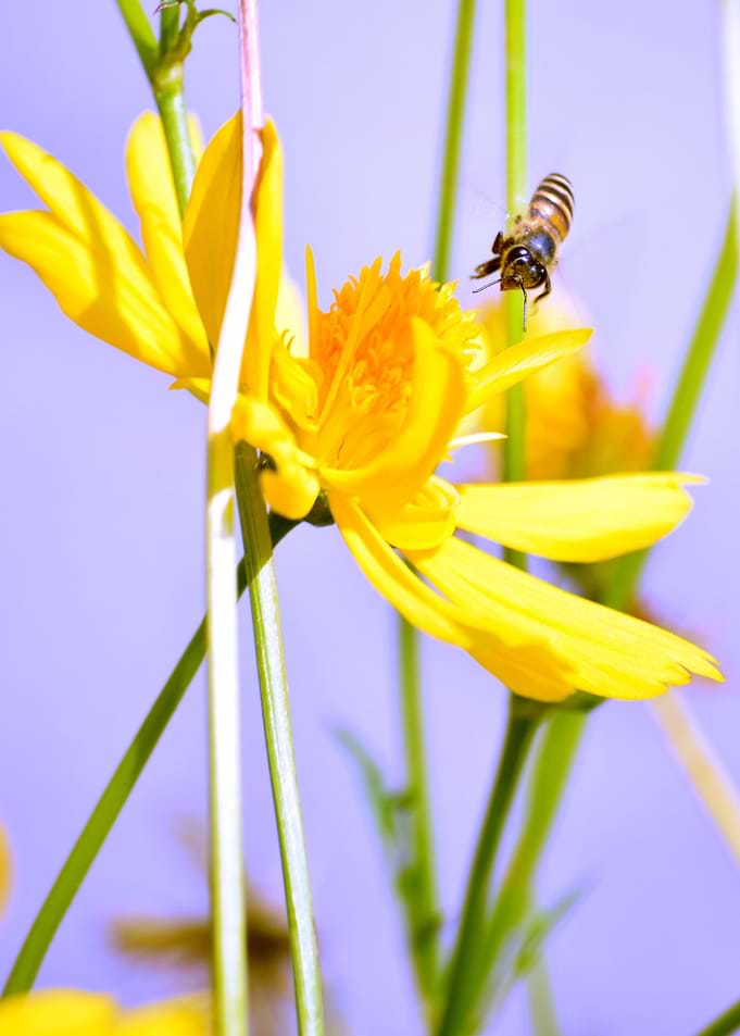 Bee