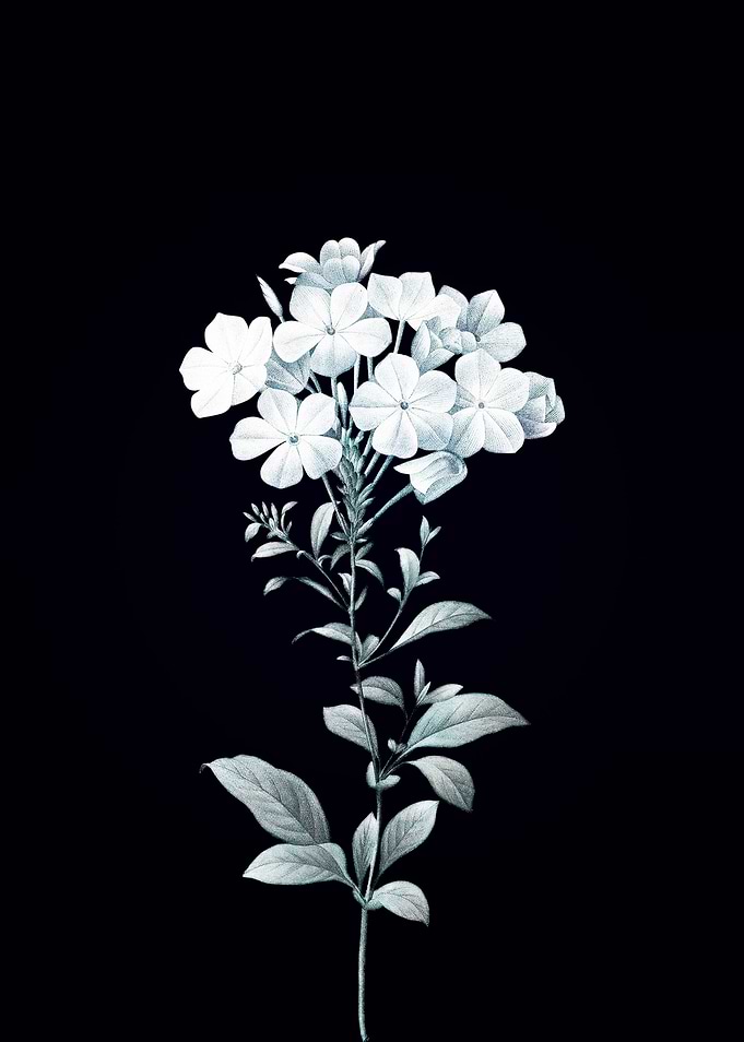 Plumbago Caerulea