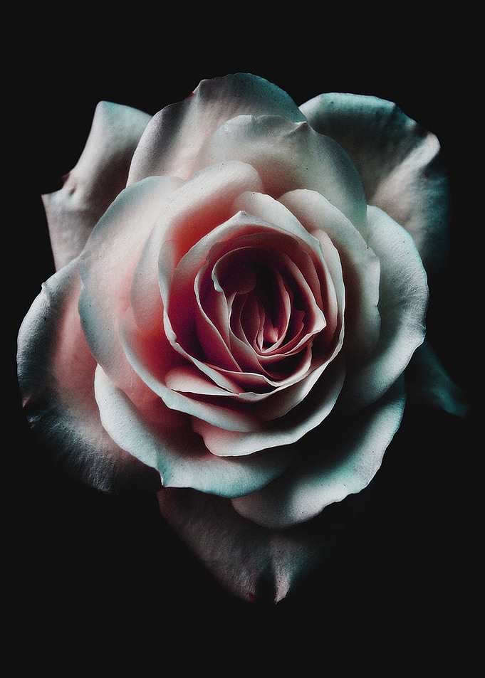 QUEEN ROSE