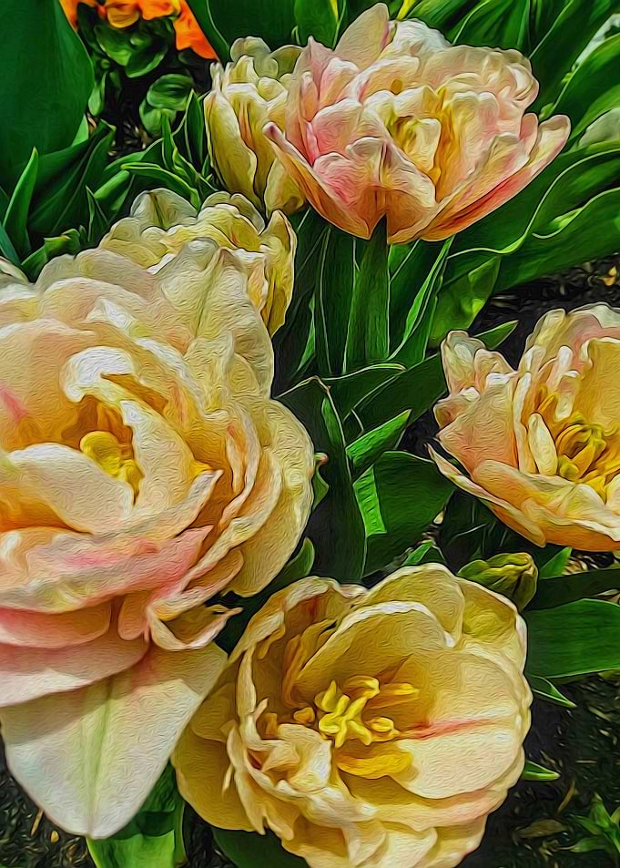 Early Summer Flowers