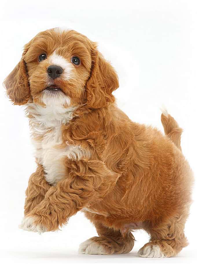 Browny Dog