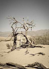 Dead Tree