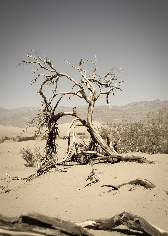Dead Tree
