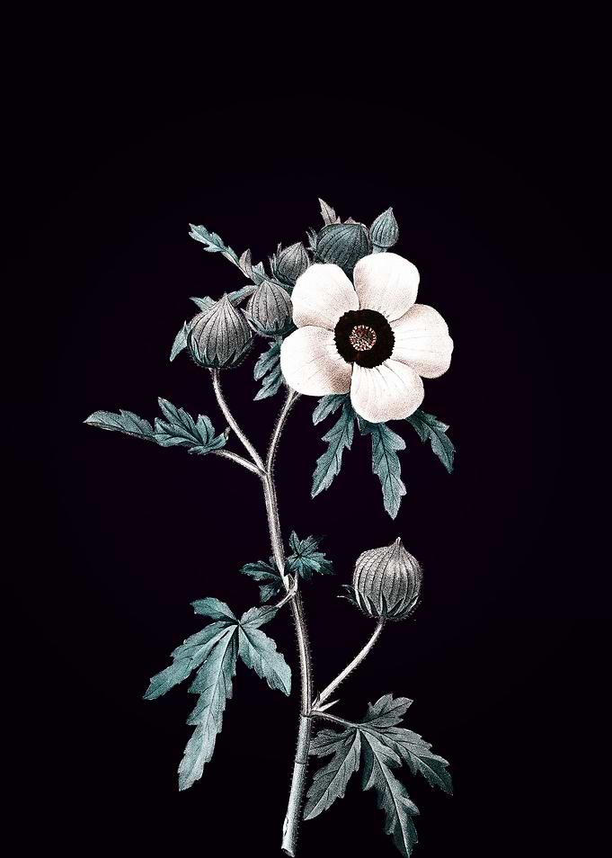 Venice Mallow