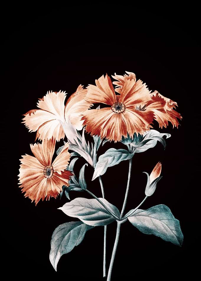 Lychnis Grandiflora
