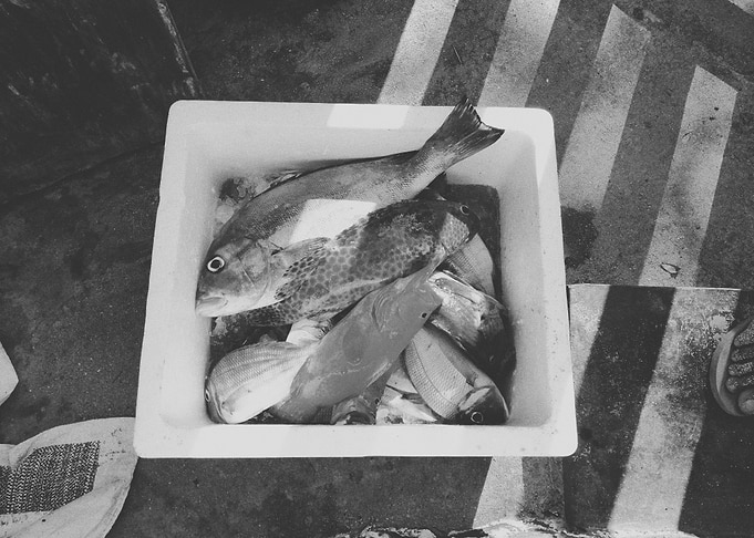Fishes III
