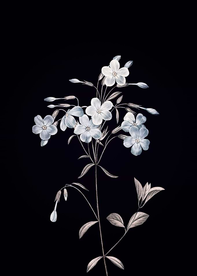 Phlox