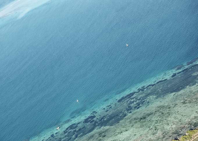 The reef
