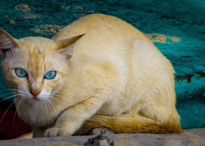 Cute pretty blue eyed cat