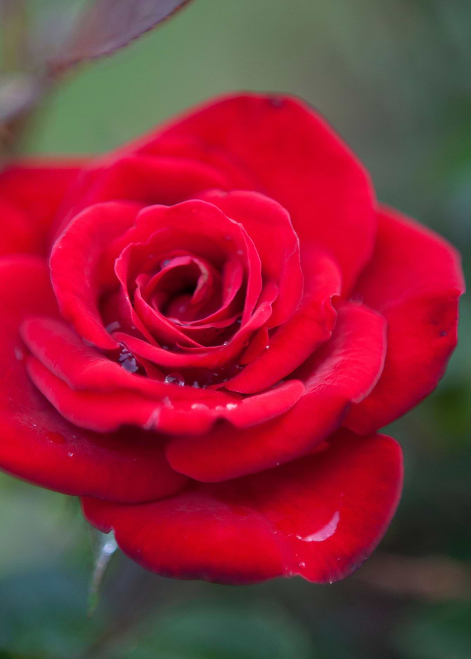 Rose for my Love
