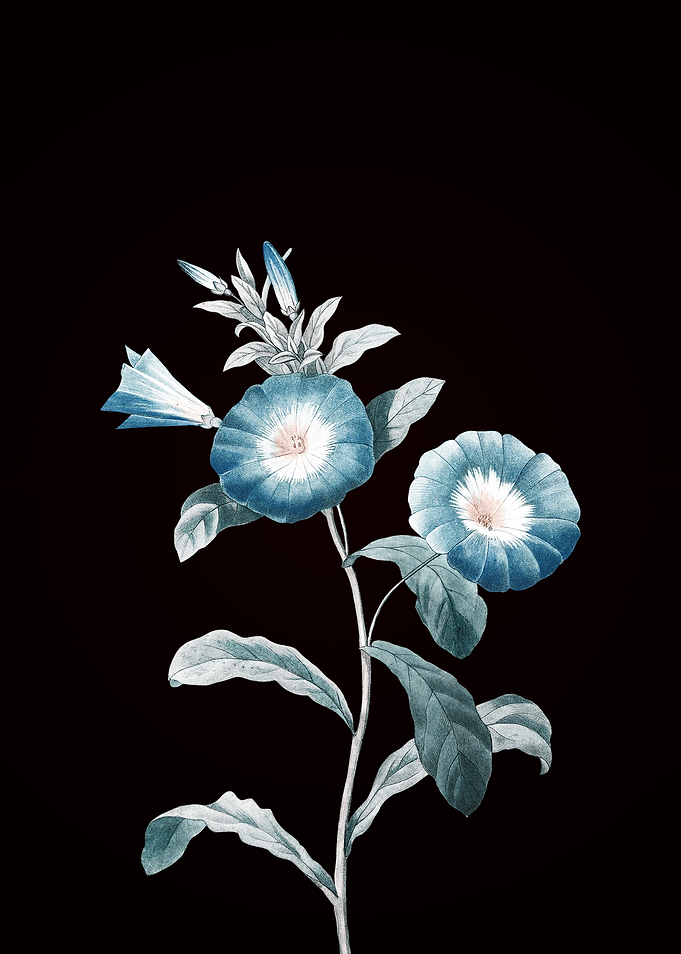 Field Bindweed