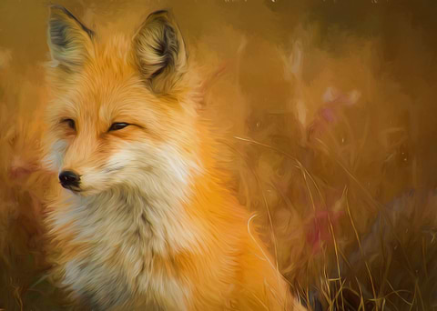 Red Fox Posing