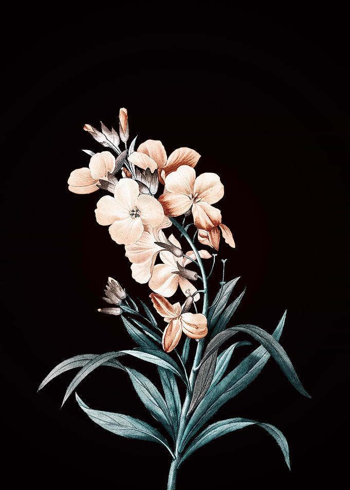 Chieranthus Flower