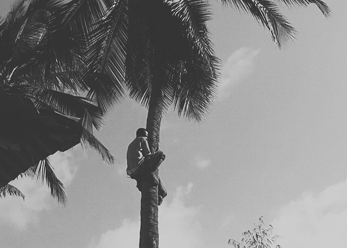 Coconut Palm Climber
