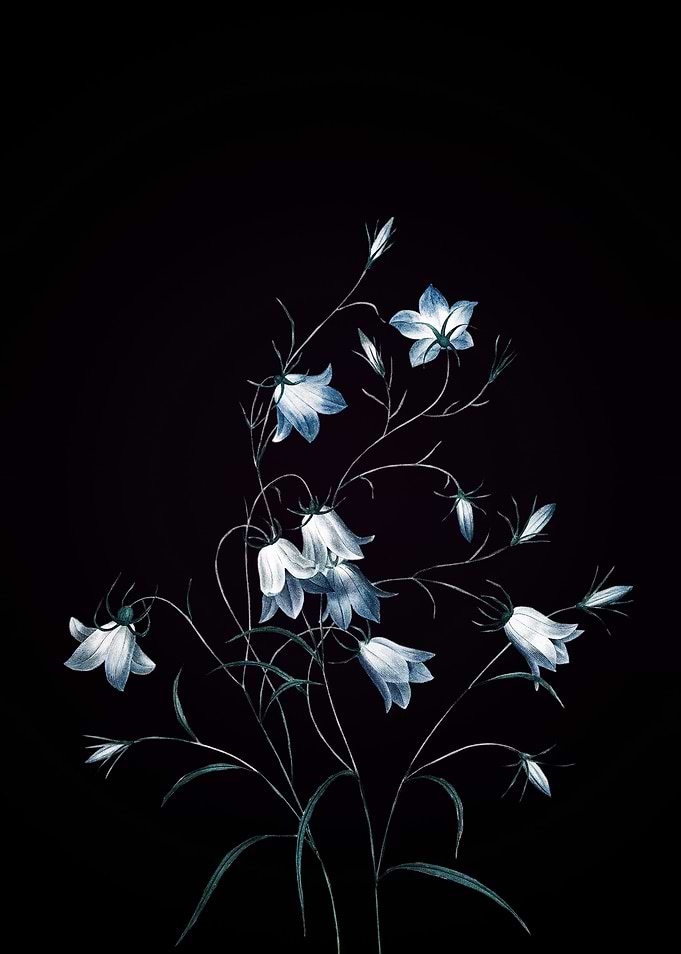 Campanule Clochette
