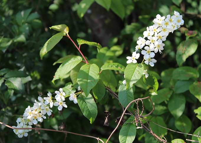 White flowers