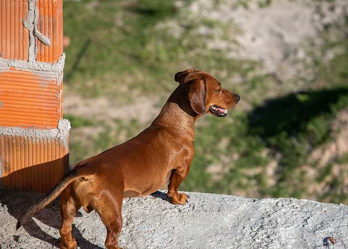 Dogs view