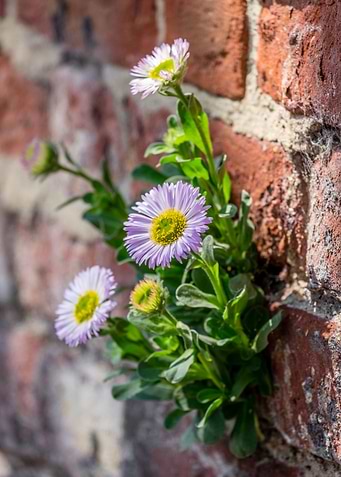 Urban Daisy