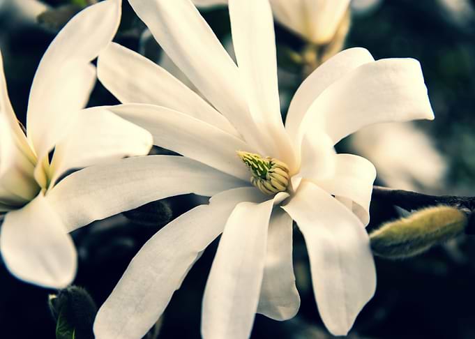 Star magnolia no 9
