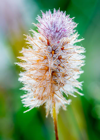 Heather Flower Macro