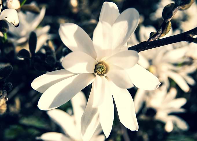 Star magnolia no 3