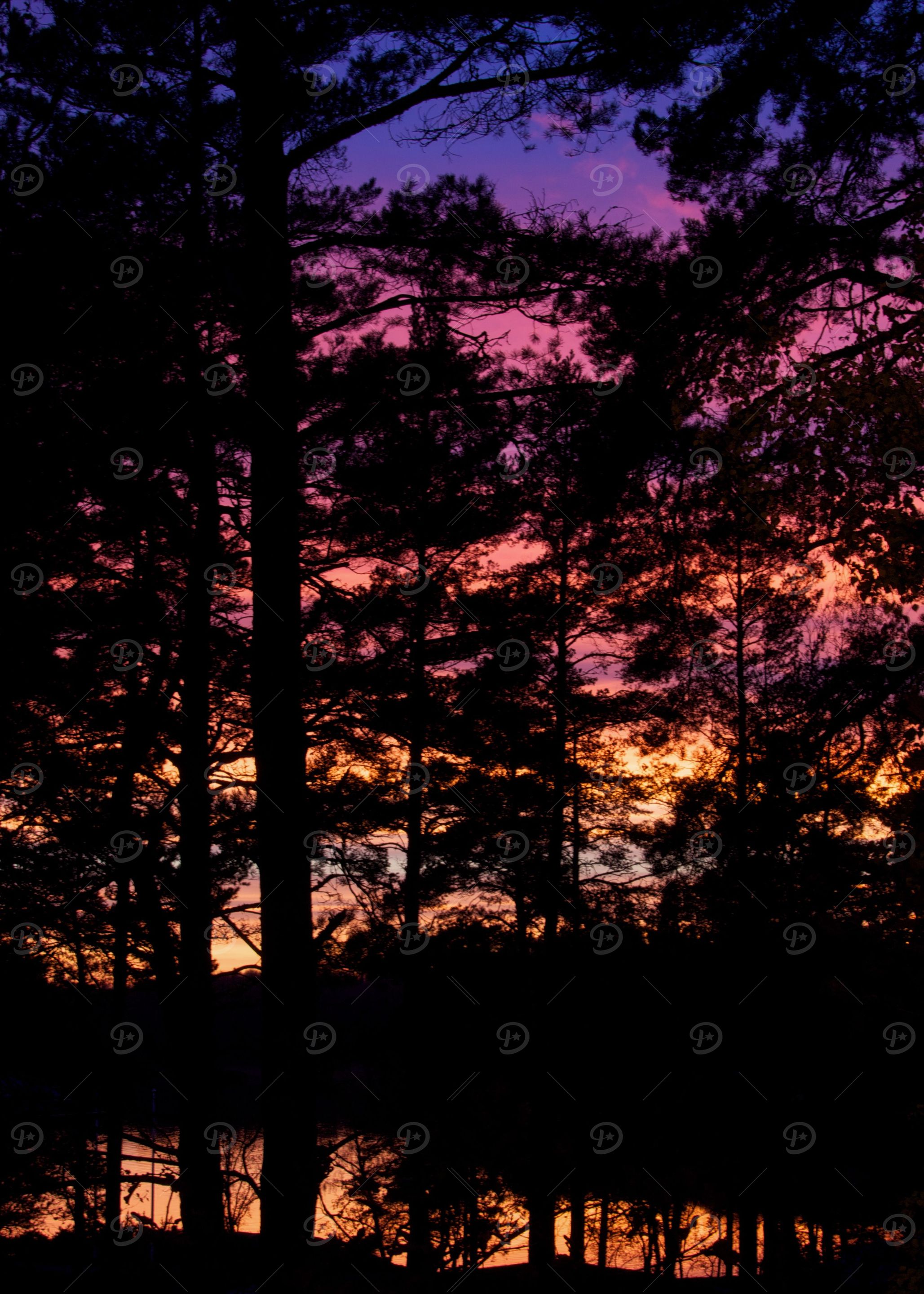 Sunset thru the trees no2