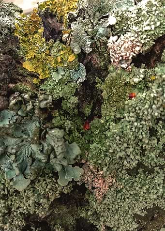 Tree crust