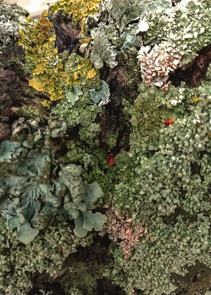 Tree crust