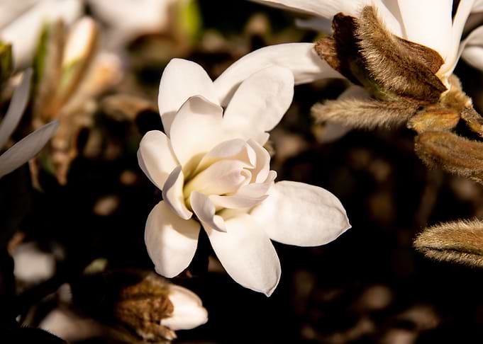 Star magnolia no 6