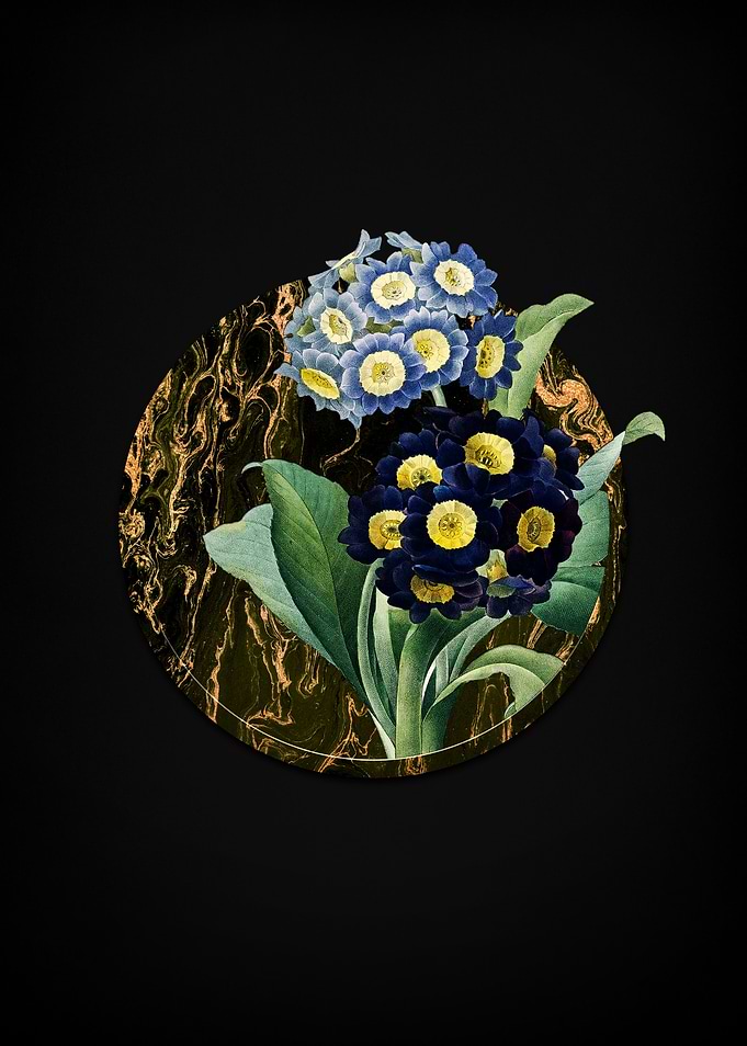 Mountain Cowslip