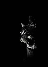 The Cat