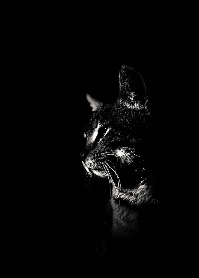 The Cat