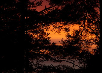 Sunset thru the trees no 1