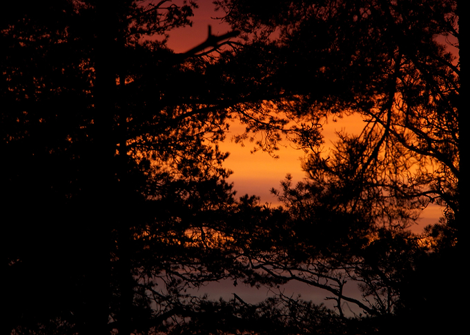 Sunset thru the trees no 1