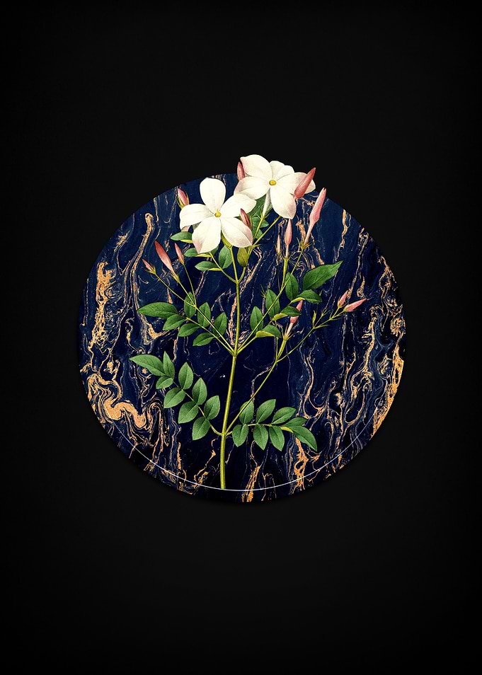 Spanish Jasmine