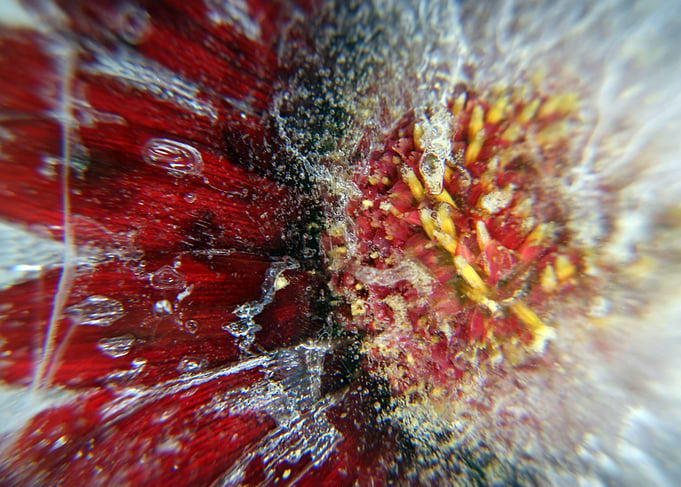 Ice Flower