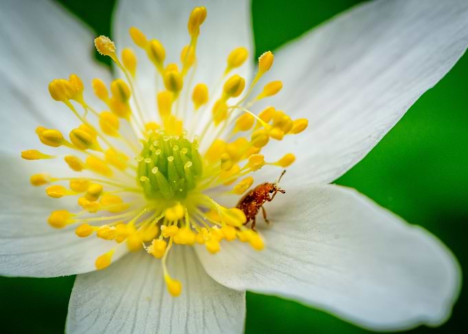 Early Spring Flower