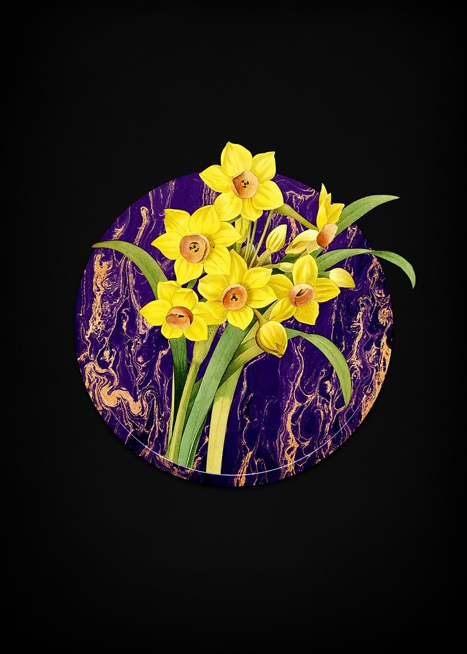 Chinese Sacred Lily
