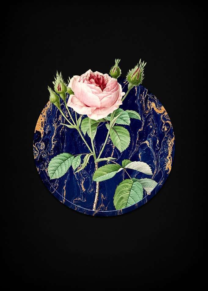 Rosa Indica