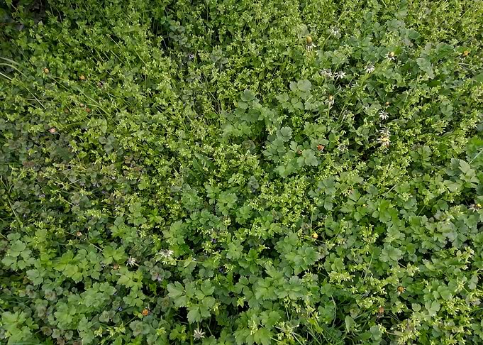 Undergrowth
