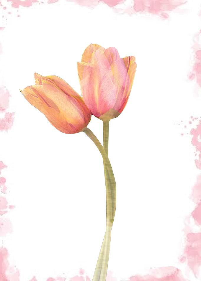 Tulip
