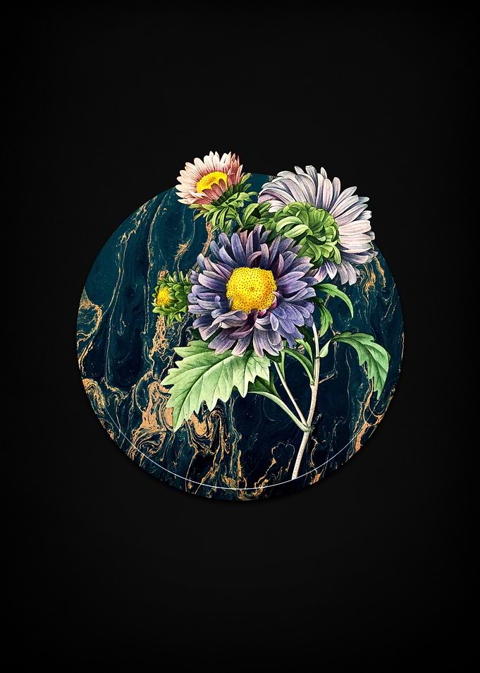 China Aster