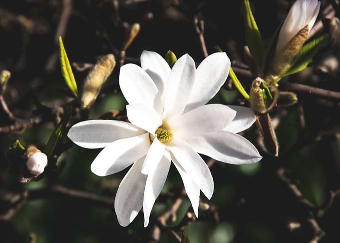 Star magnolia no 2