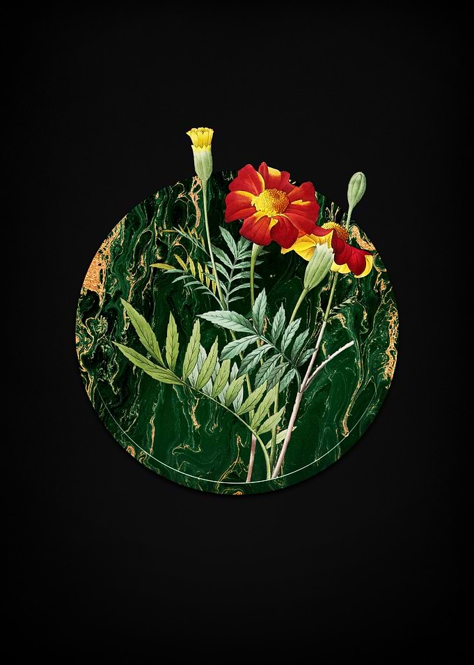 Mexican Marigold