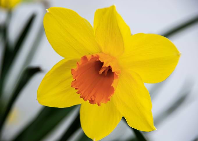Daffodil flower no 2