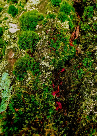 Mossy pine crust