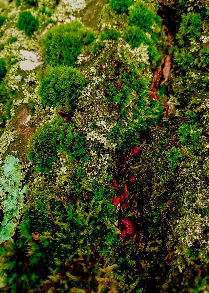 Mossy pine crust