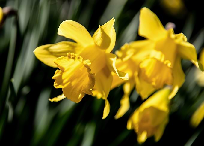 Daffodil flower no 12